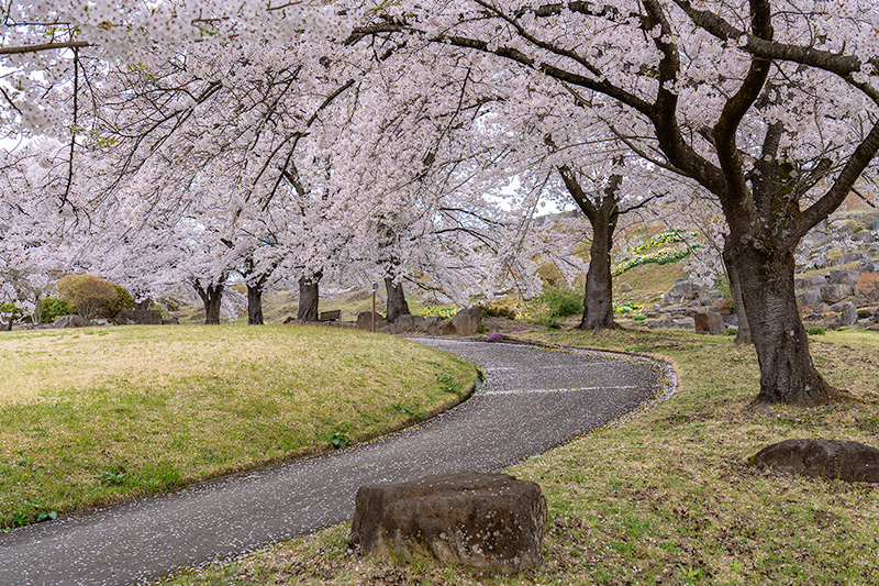 桜