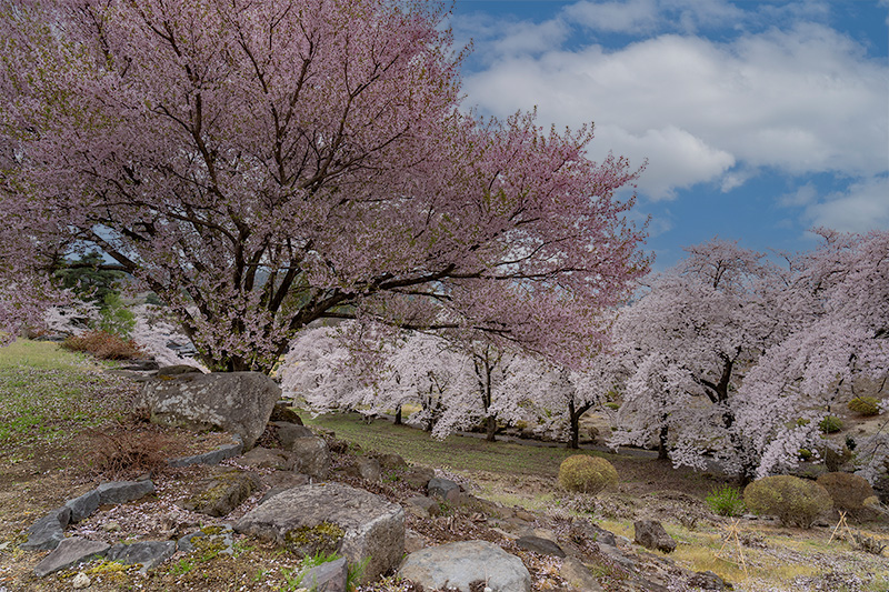 桜