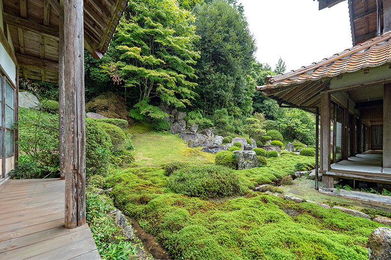 苔の状態