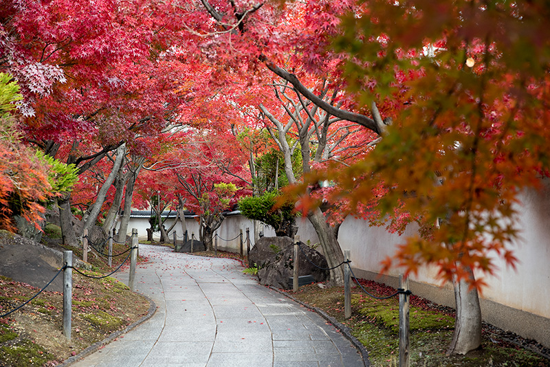 参道は紅葉で色づく