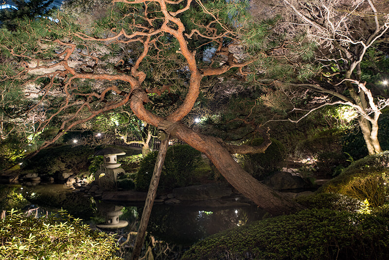 東京都庭園美術館　日本庭園ライトアップ