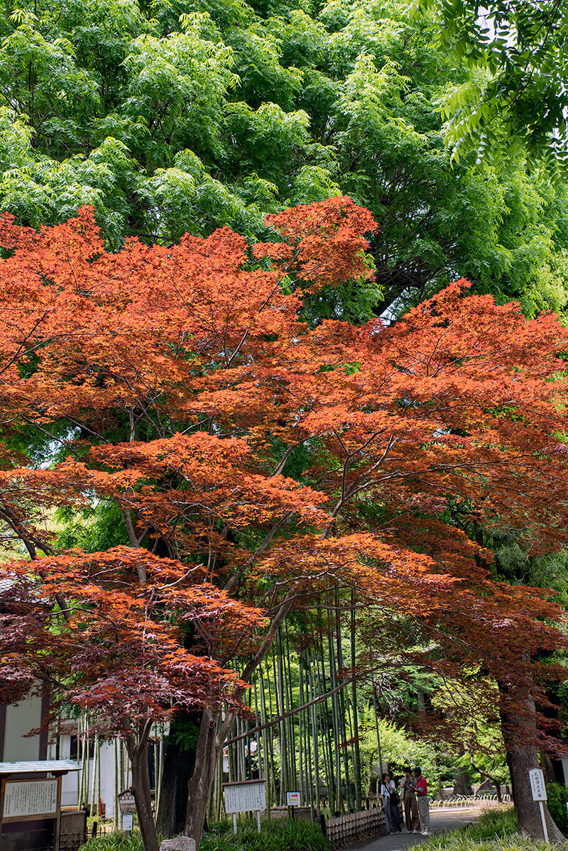 ノムラモミジ(野村紅葉）