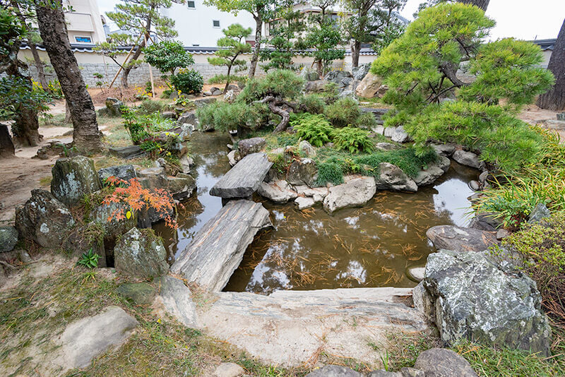 樹齢200年の松