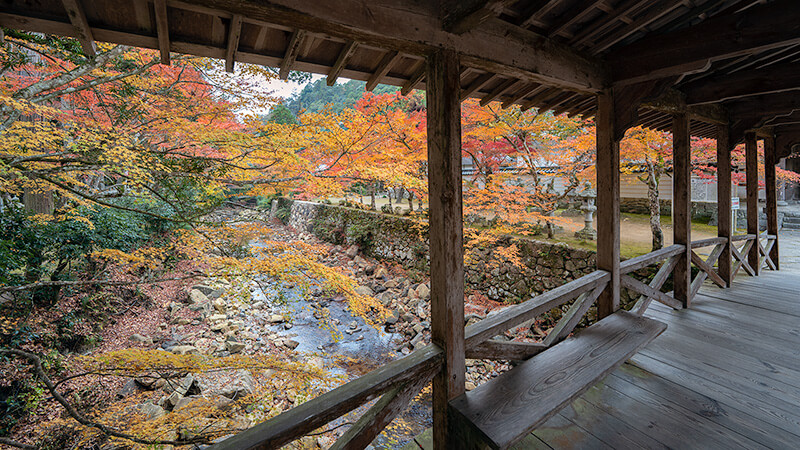 巨蟒橋（きょもうばし）から眺める佛通寺川沿いの紅葉