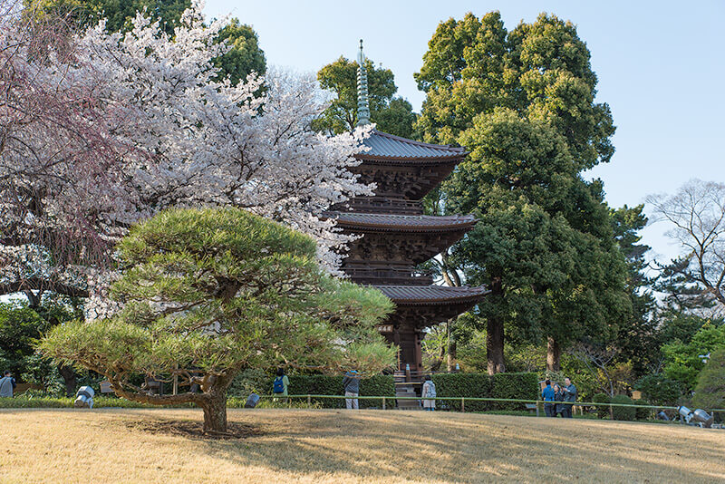 三重の塔と桜