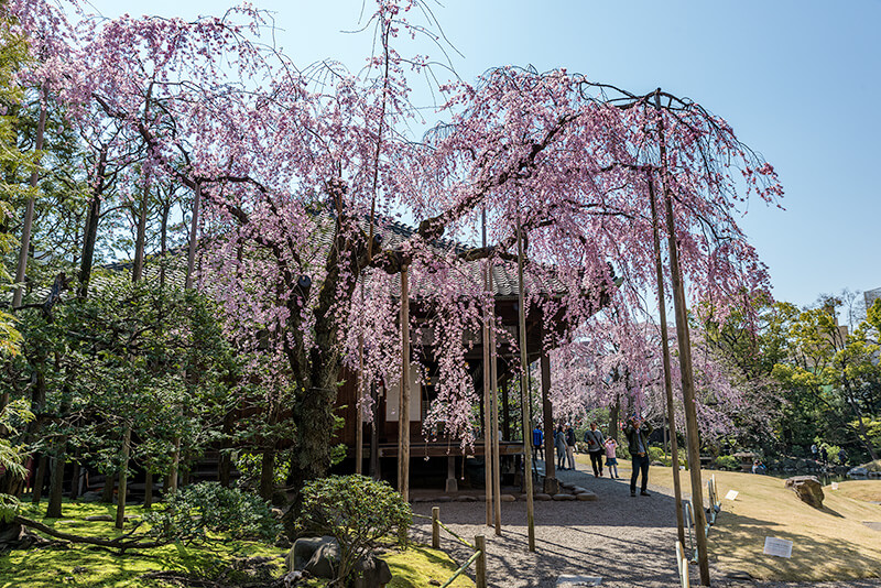伝法院のしだれ桜