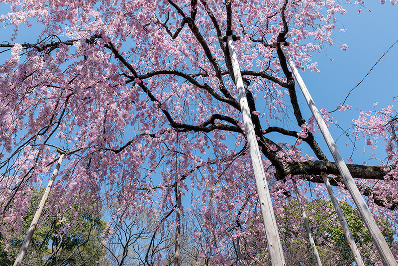 伝法院のしだれ桜