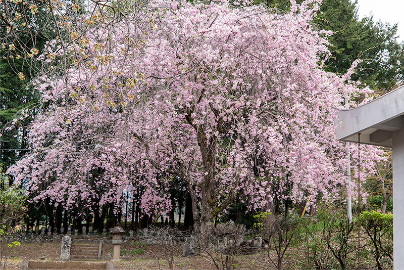 枝垂れ桜