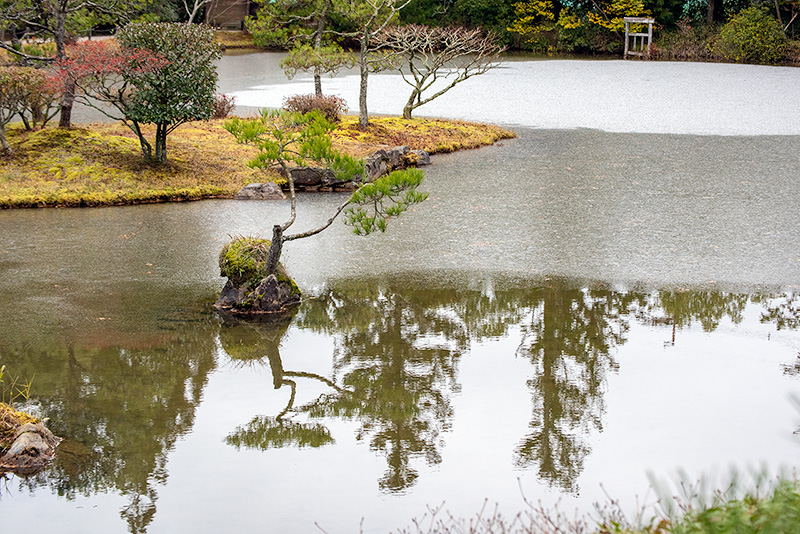岩島に黒松が植樹