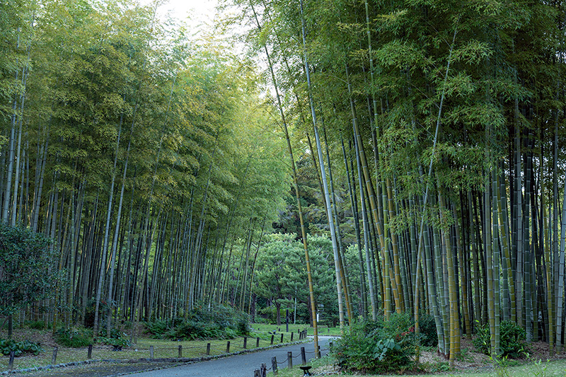 竹林の小径