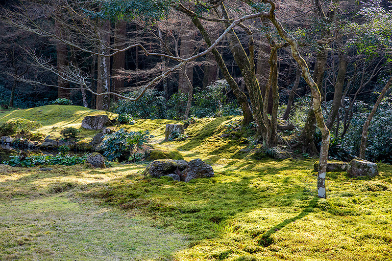 苔庭