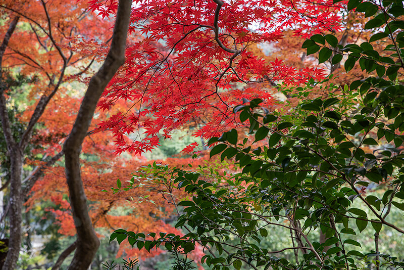 臥龍山荘の紅葉