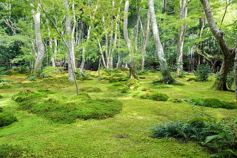 祇王寺の苔庭