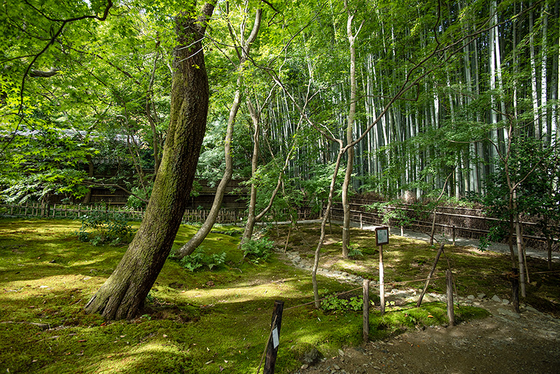 竹林と楓に囲まれてた祇王寺