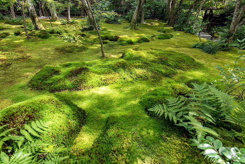 祇王寺の苔庭