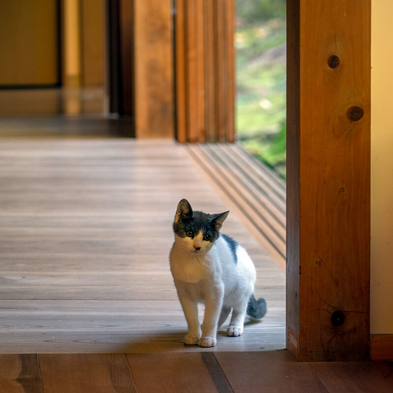 子猫