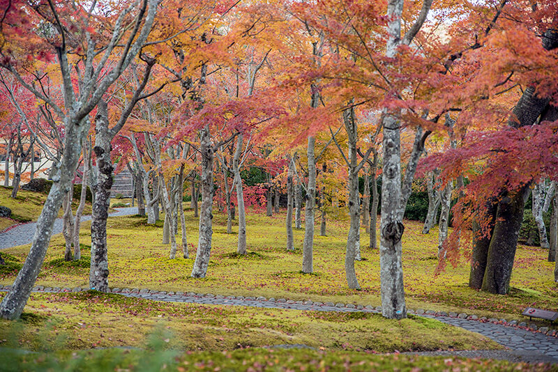 箱根美術館の苔庭