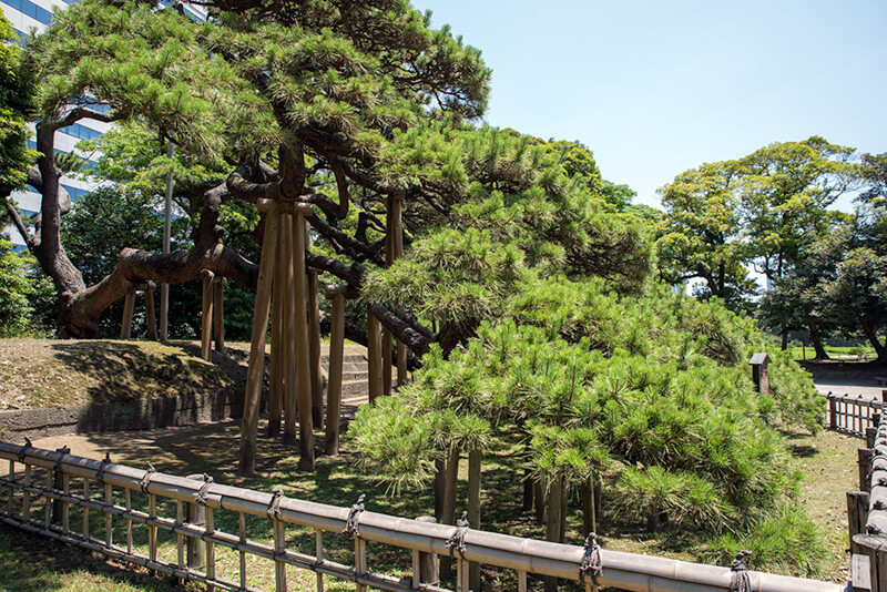 浜離宮恩賜公園　三百年の松