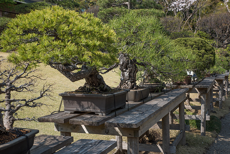 樹齢500年を越える盆栽が展示