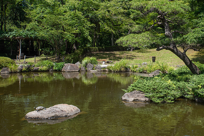 岩島には亀が休憩
