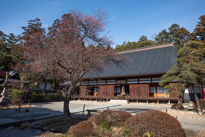 寒桜