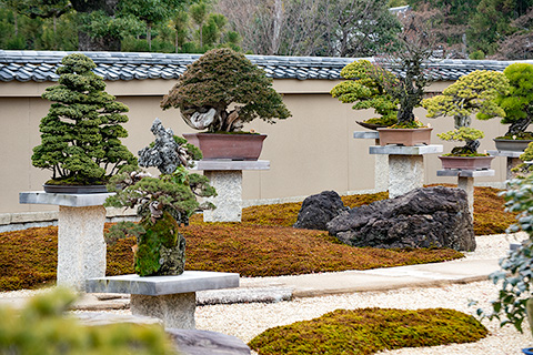 芳春院 盆栽庭園