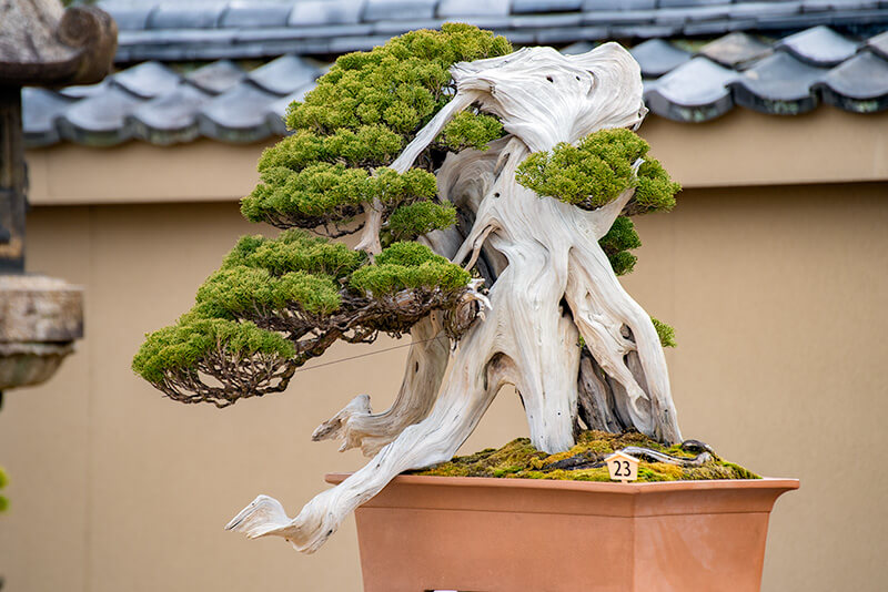 樹齢約800年とされる真拍（シンパク）