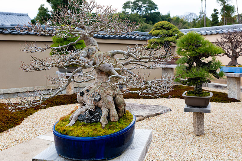 樹齢200年の盆栽