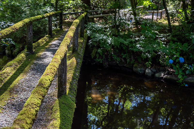 池に架かる橋が苔むしていてる