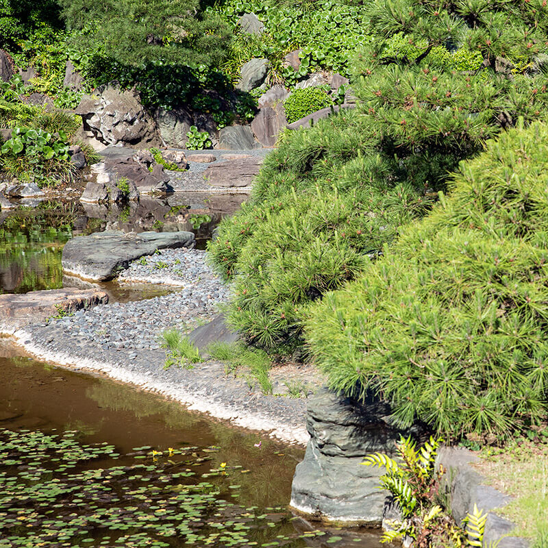 池泉南部の汀たかだい