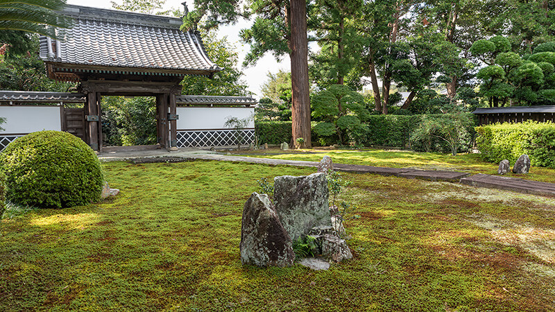 杉苔の庭