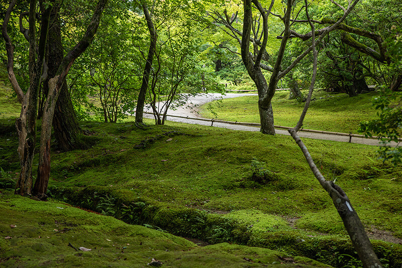 依水園「後園」　苔道