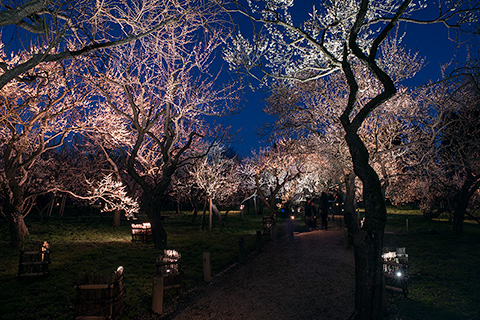 偕楽園ライトアップ