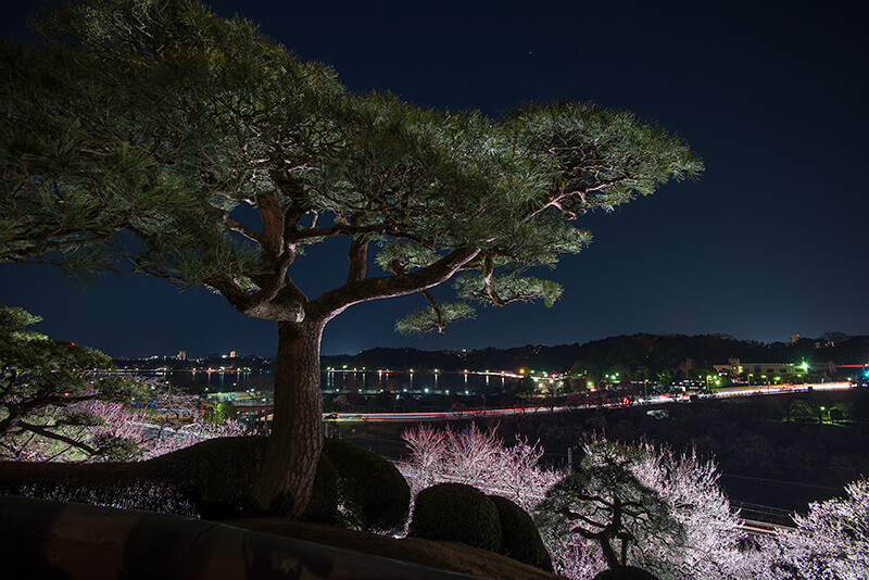 夜景の主役に松をもってきた1枚