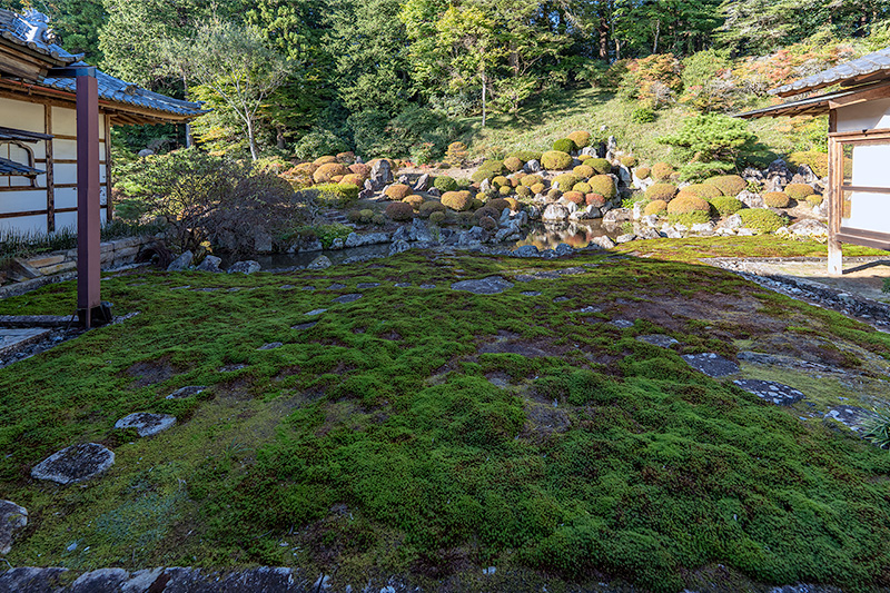 苔庭