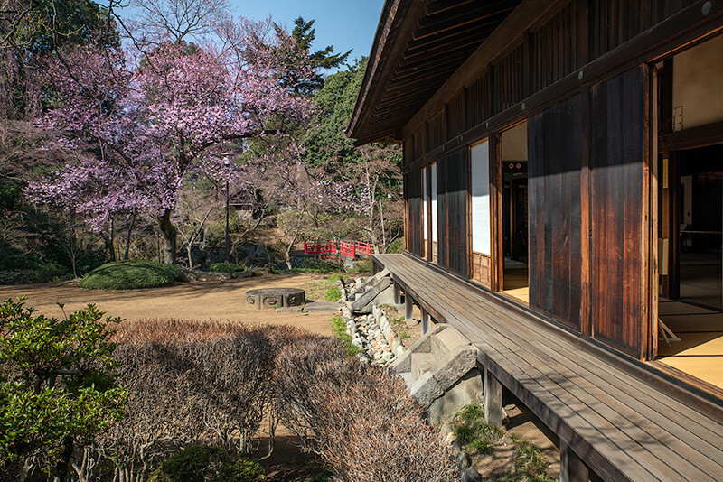三代将軍・徳川家光のお手植桜