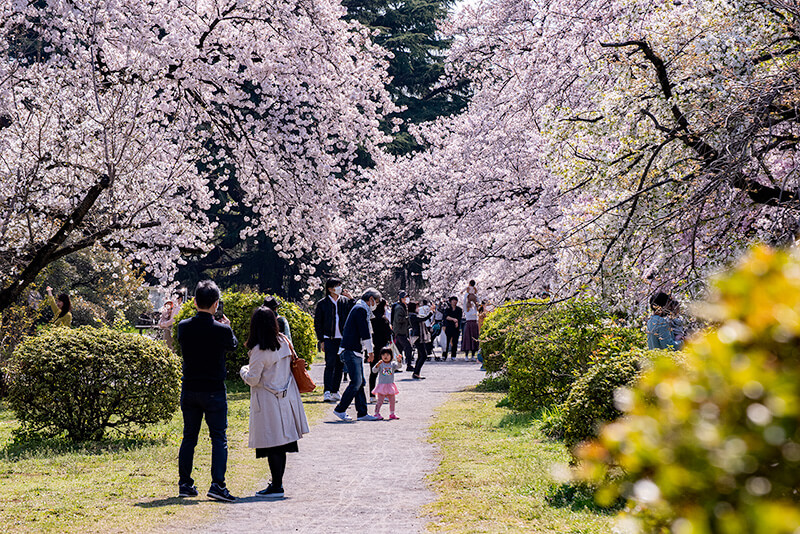 桜並木