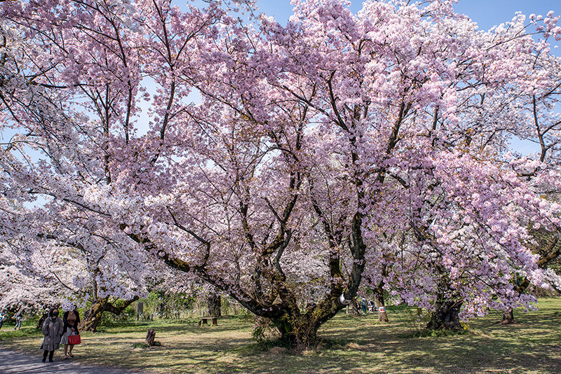 桜並木