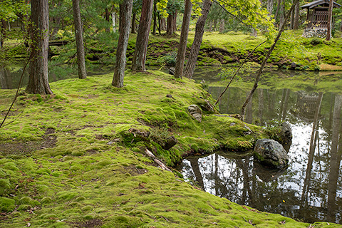 西芳寺（苔寺）