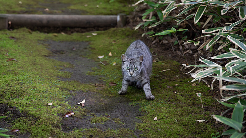猫ちゃんに遭遇！