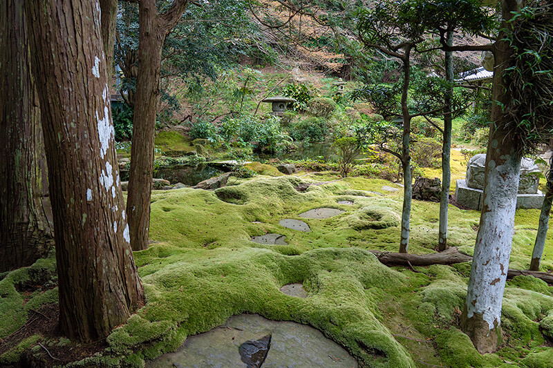 苔庭