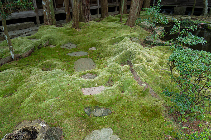 苔庭