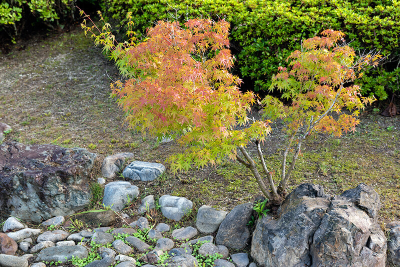 小さな紅葉が色づいていた