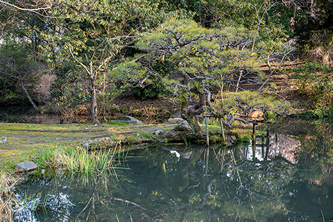 松井神社 茶庭