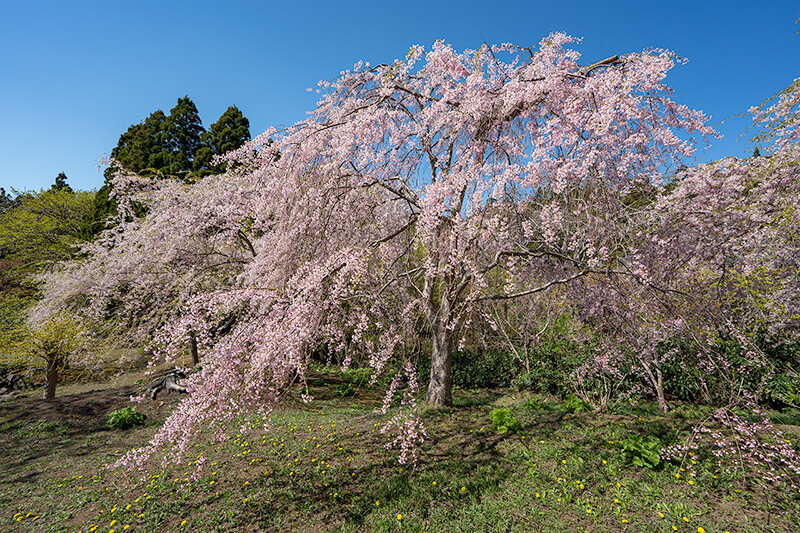 桜