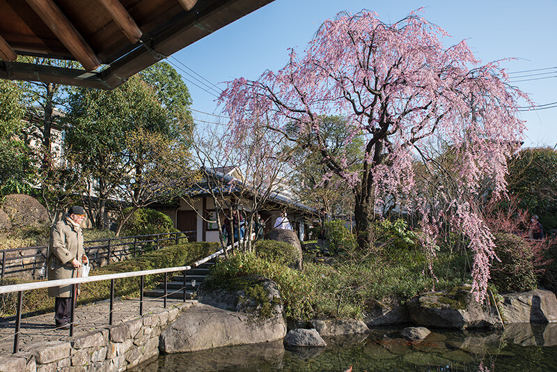 目白庭園のシダレザクラ