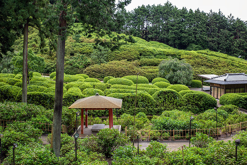 開花時期の過ぎた「あじさい園」