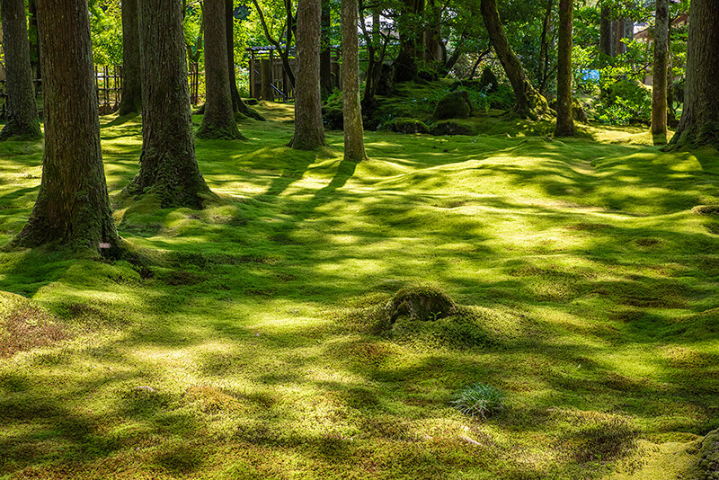 叡智の杜・苔の里