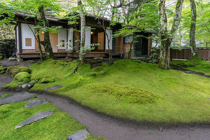 苔のコンディションがとても良い