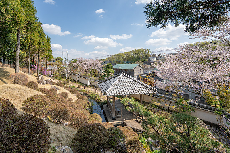 妙香苑と桜
